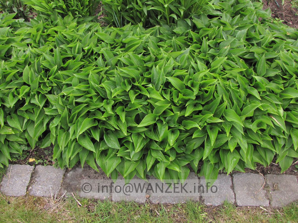 Hosta ventricosa Compacta Nana flaechig 1.JPG